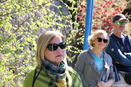 Rez kamniške trte, ki je potomka najstarejše vinske trte (4)